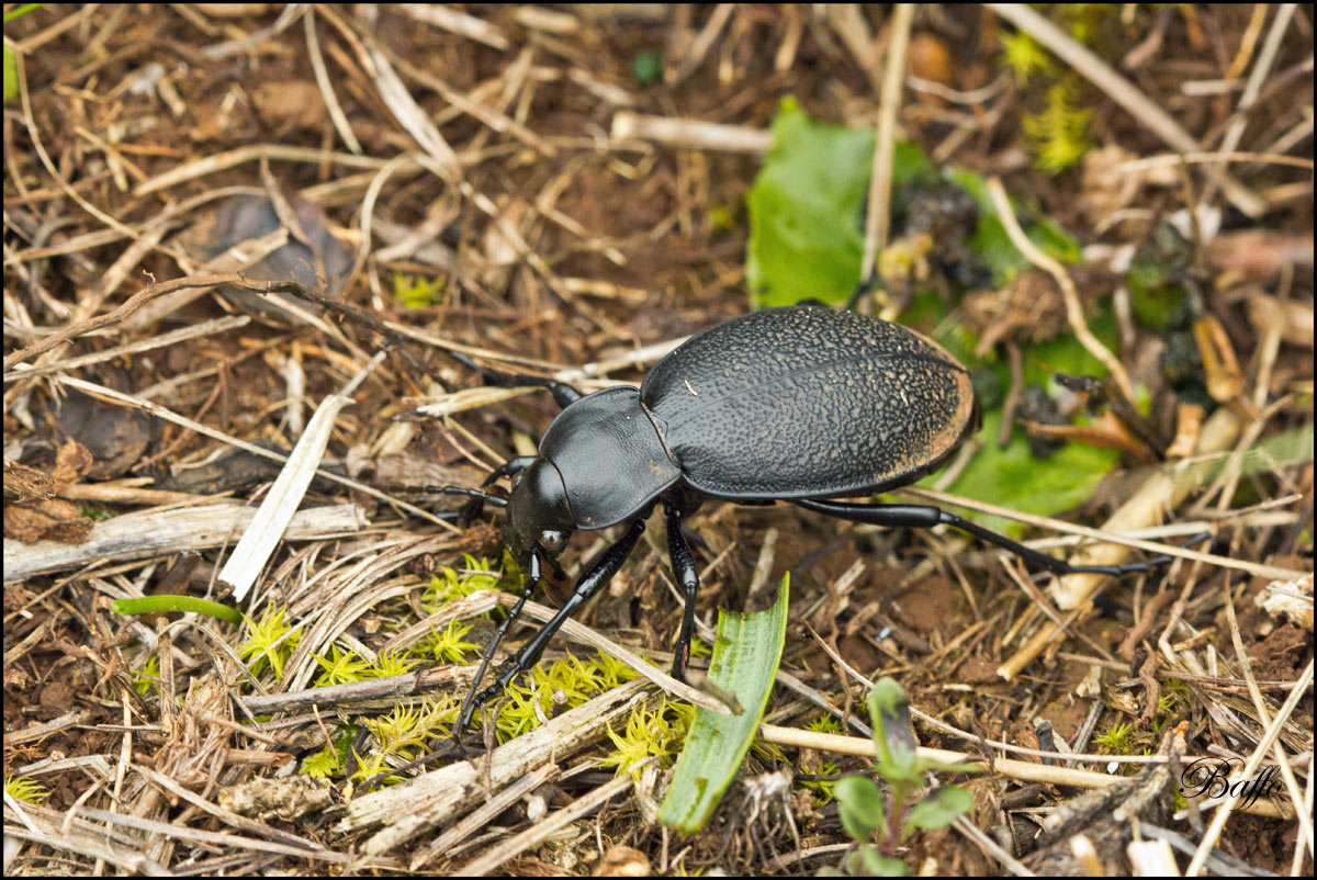 Carabus coriaceus